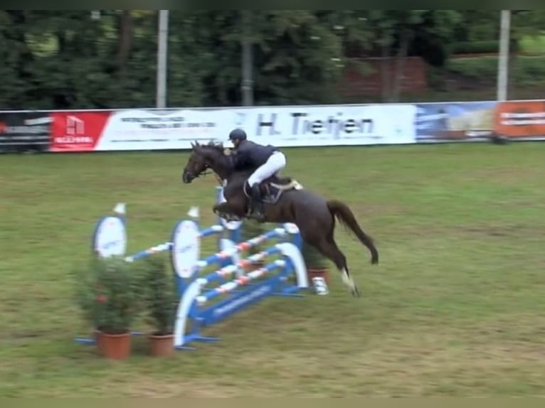 KWPN Caballo castrado 12 años 170 cm Alazán-tostado in Bremerv&#xF6;rde