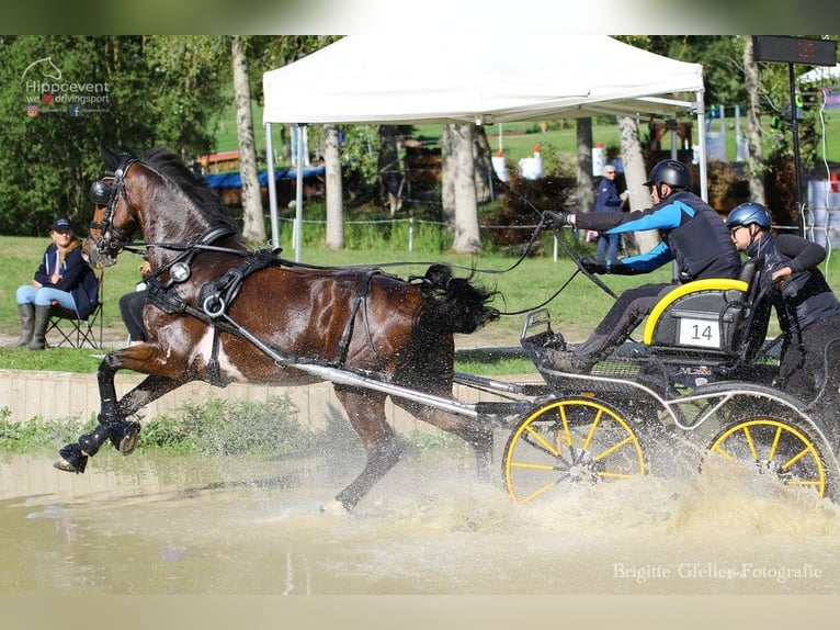 KWPN Caballo castrado 12 años 170 cm Castaño in Kolín