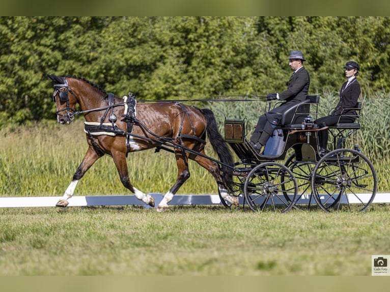 KWPN Caballo castrado 12 años 170 cm Castaño in Kolín