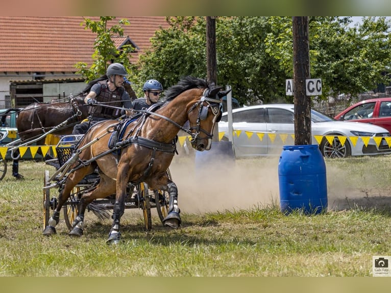 KWPN Caballo castrado 12 años 170 cm Castaño in Kolín