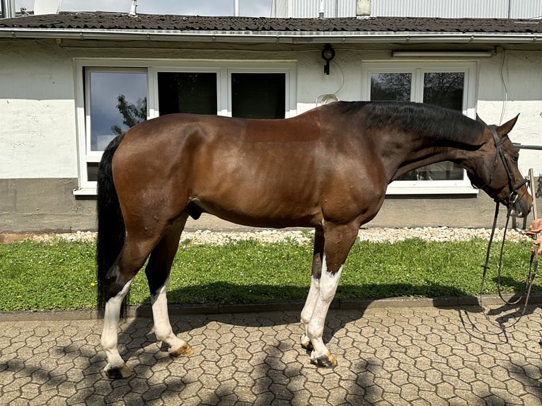 KWPN Caballo castrado 12 años 170 cm Castaño in Bad Kreuznach