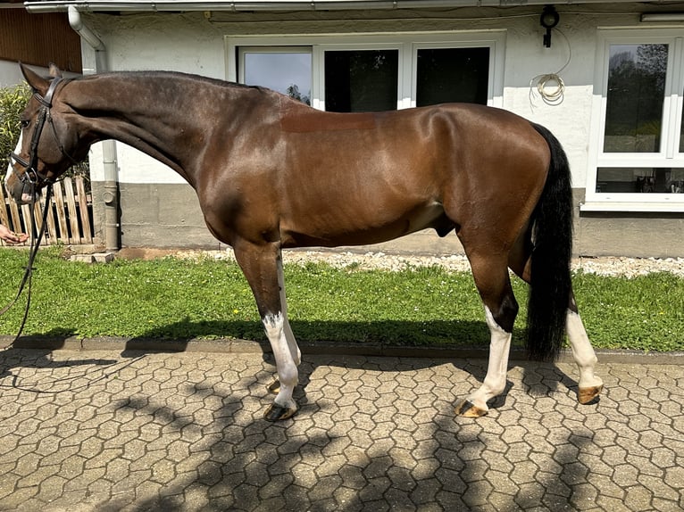 KWPN Caballo castrado 12 años 170 cm Castaño in Bad Kreuznach