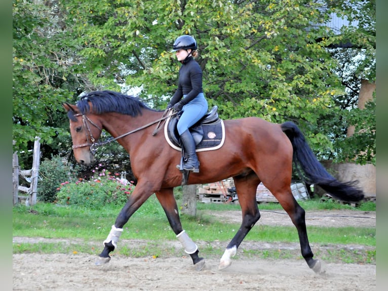 KWPN Caballo castrado 12 años 170 cm Castaño in Schattendorf