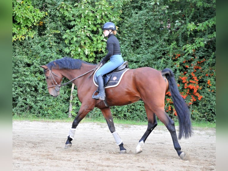 KWPN Caballo castrado 12 años 170 cm Castaño in Schattendorf