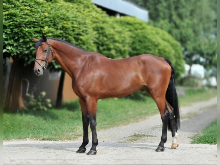 KWPN Caballo castrado 12 años 170 cm Castaño in Schattendorf