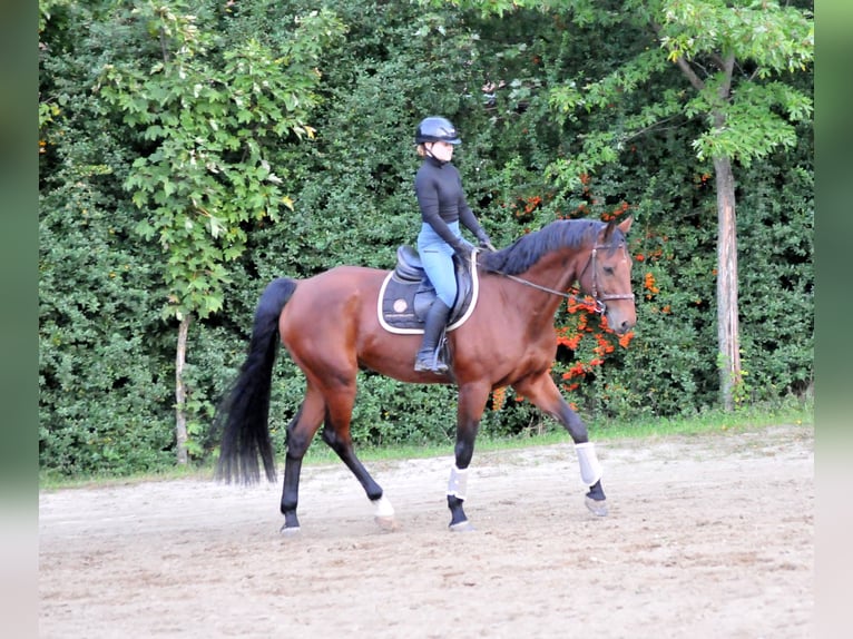 KWPN Caballo castrado 12 años 170 cm Castaño in Schattendorf