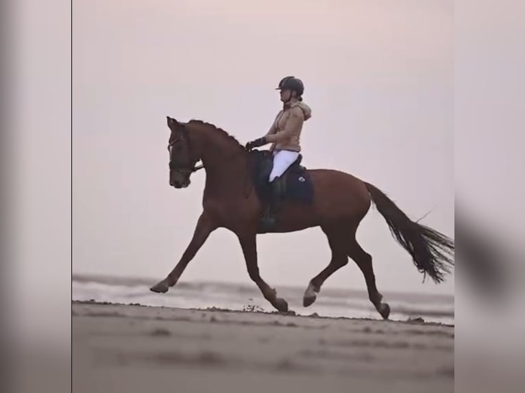 KWPN Caballo castrado 12 años 171 cm Alazán in HEUVELLAND