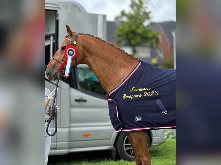 KWPN Caballo castrado 12 años 171 cm Alazán in HEUVELLAND