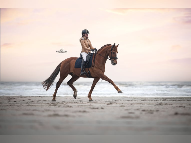 KWPN Caballo castrado 12 años 171 cm Alazán in HEUVELLAND