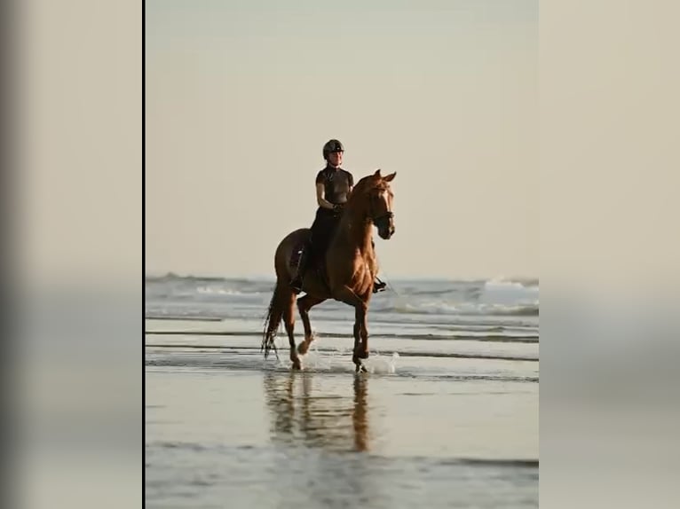 KWPN Caballo castrado 12 años 171 cm Alazán in HEUVELLAND