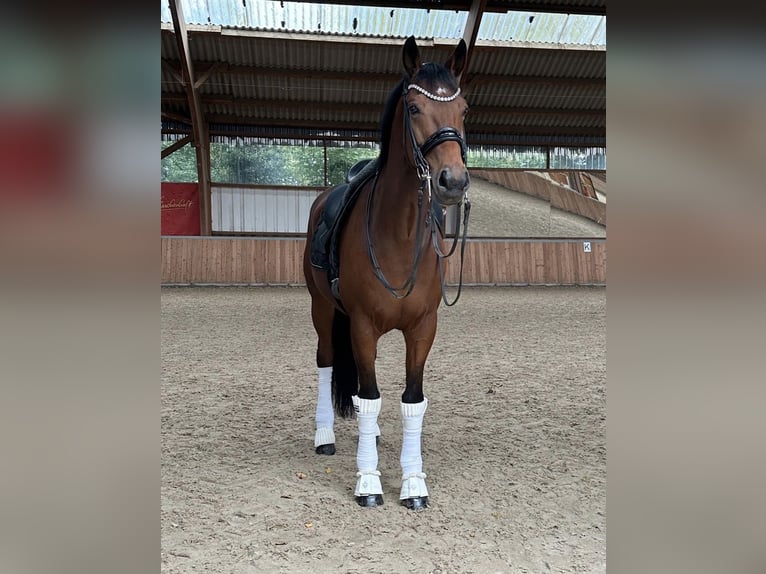 KWPN Caballo castrado 12 años 171 cm Castaño in Guxhagen