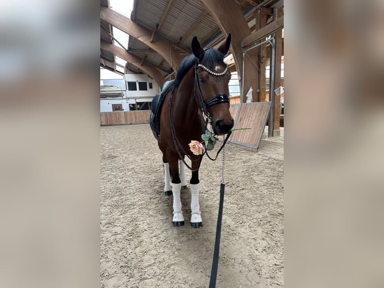 KWPN Caballo castrado 12 años 171 cm Castaño in Guxhagen