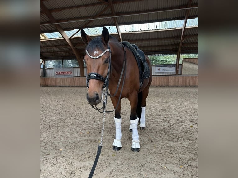 KWPN Caballo castrado 12 años 171 cm Castaño in Guxhagen