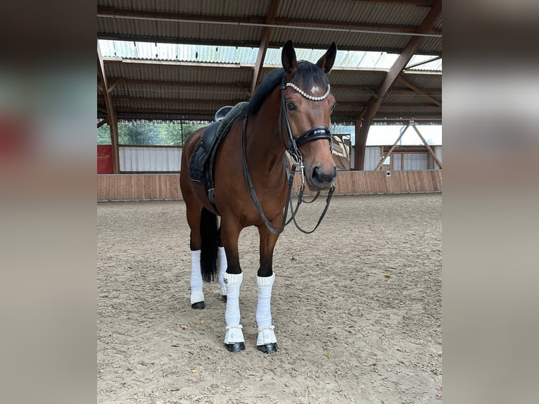 KWPN Caballo castrado 12 años 171 cm Castaño in Guxhagen