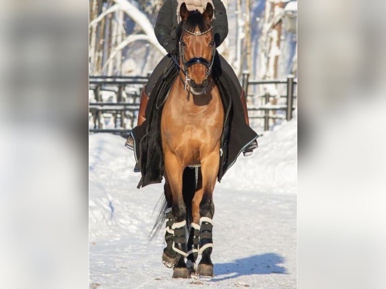 KWPN Caballo castrado 12 años 171 cm Castaño in Guxhagen