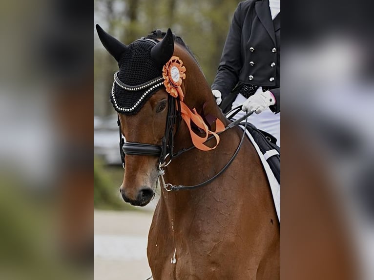 KWPN Caballo castrado 12 años 173 cm Castaño in Bree