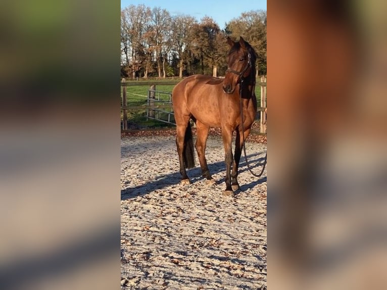 KWPN Caballo castrado 12 años 173 cm Castaño in Vries