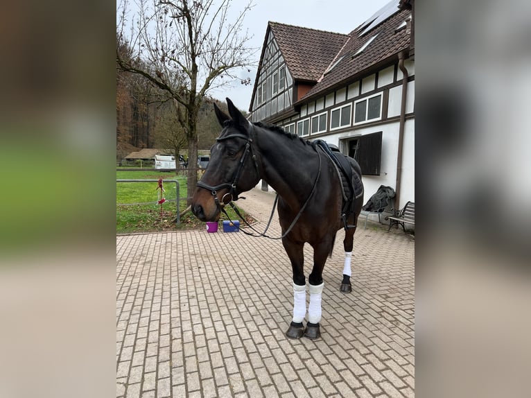 KWPN Caballo castrado 12 años 173 cm Morcillo in Käshofen