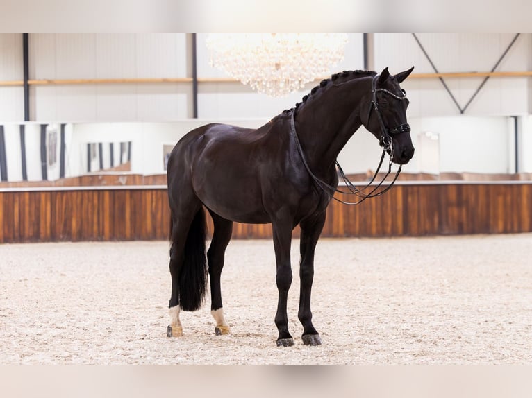 KWPN Caballo castrado 12 años 173 cm Negro in Kwadijk