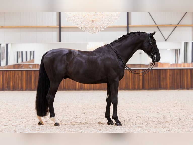 KWPN Caballo castrado 12 años 173 cm Negro in Kwadijk