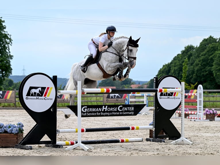 KWPN Caballo castrado 12 años 173 cm Tordo in Zülpich