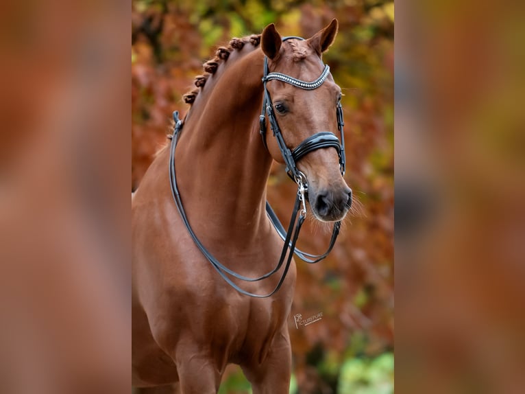 KWPN Caballo castrado 12 años 175 cm Alazán in Peer