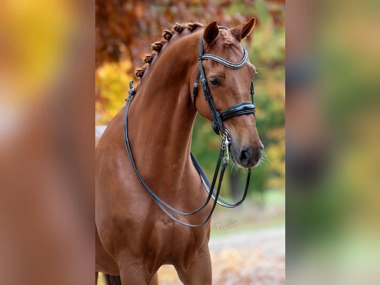 KWPN Caballo castrado 12 años 175 cm Alazán in Peer