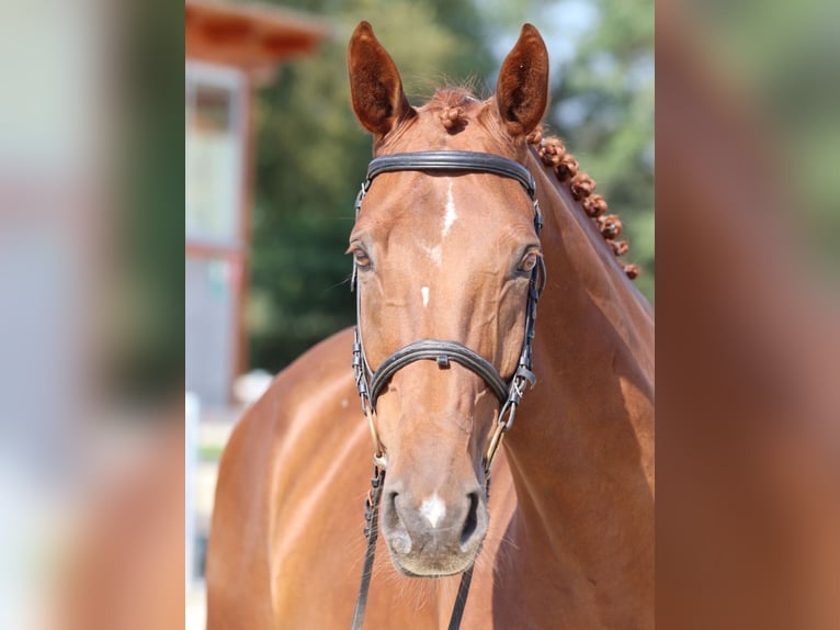 KWPN Caballo castrado 12 años 175 cm Alazán-tostado in Mladá Boleslav