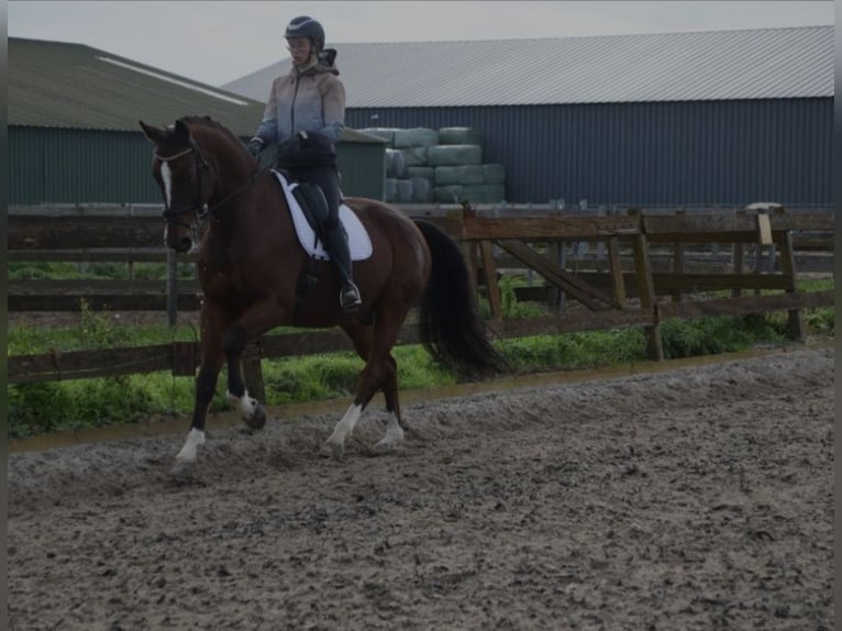 KWPN Caballo castrado 12 años 175 cm Castaño in Brakel
