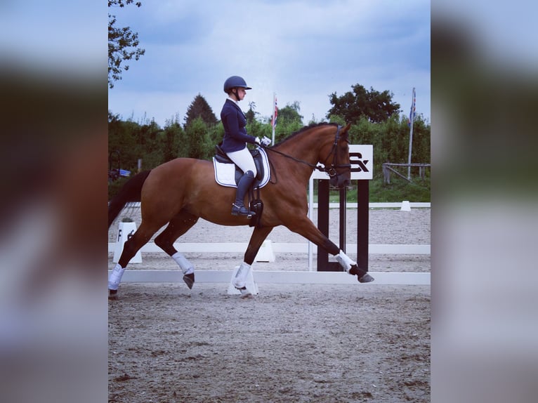 KWPN Caballo castrado 12 años 175 cm Castaño in Grote-Brogel