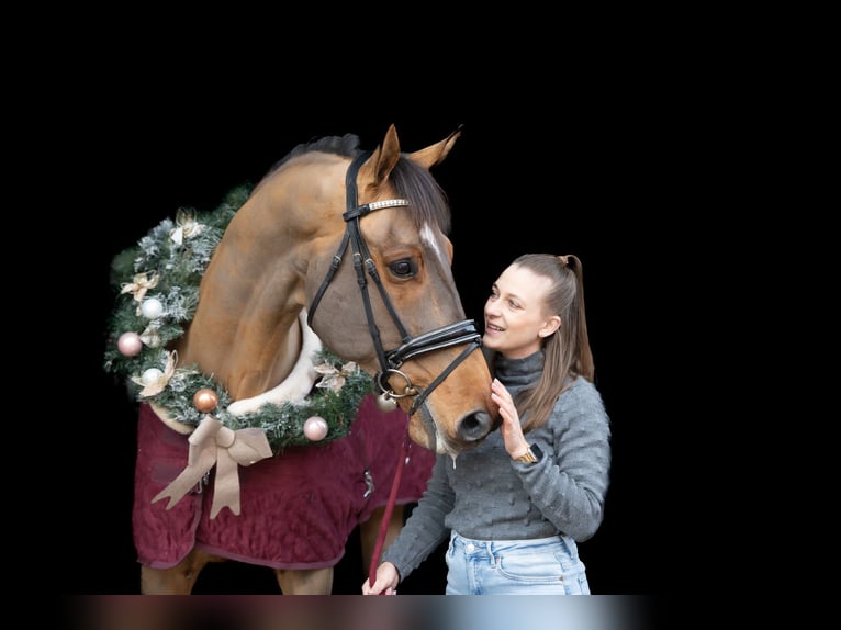 KWPN Caballo castrado 12 años 175 cm Castaño in Grote-Brogel