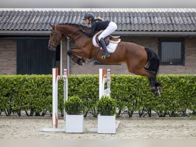 KWPN Caballo castrado 12 años 175 cm Castaño in Waddinxveen