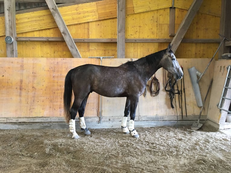 KWPN Caballo castrado 12 años 175 cm Tordo in Thayngen