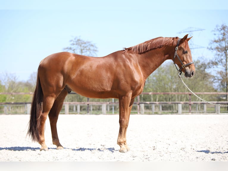 KWPN Caballo castrado 12 años 176 cm Alazán in Asten