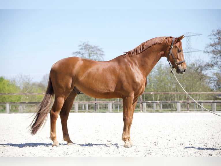 KWPN Caballo castrado 12 años 176 cm Alazán in Asten