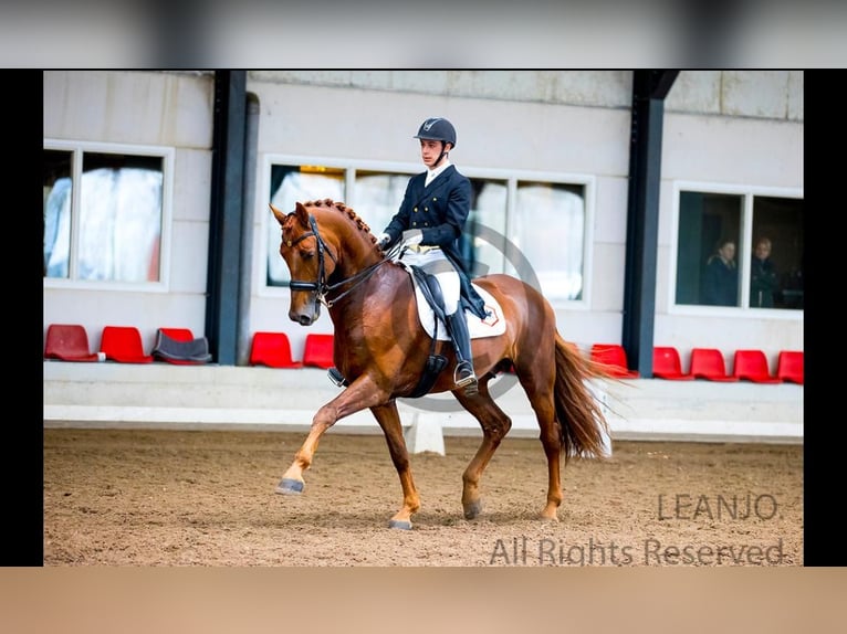 KWPN Caballo castrado 12 años 176 cm Alazán in Asten