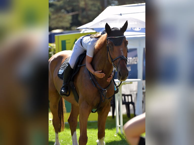 KWPN Caballo castrado 12 años 176 cm Alazán in Pulheim