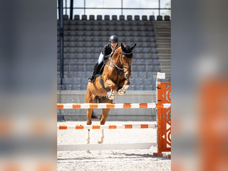 KWPN Caballo castrado 12 años 176 cm Alazán in Pulheim