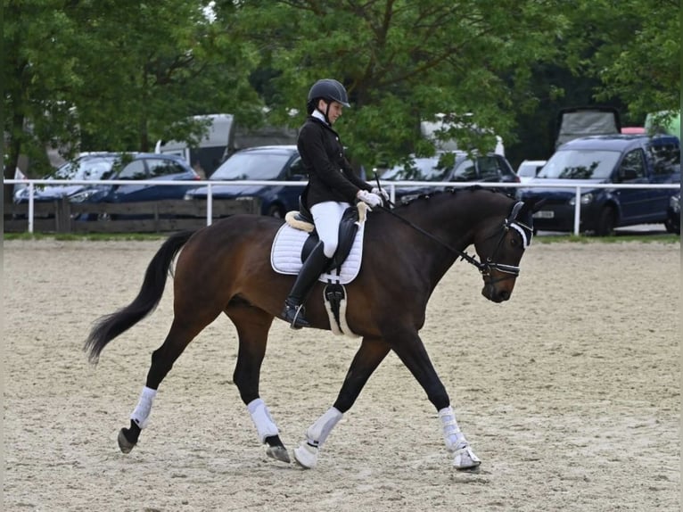 KWPN Caballo castrado 12 años 176 cm Castaño oscuro in Ostrava