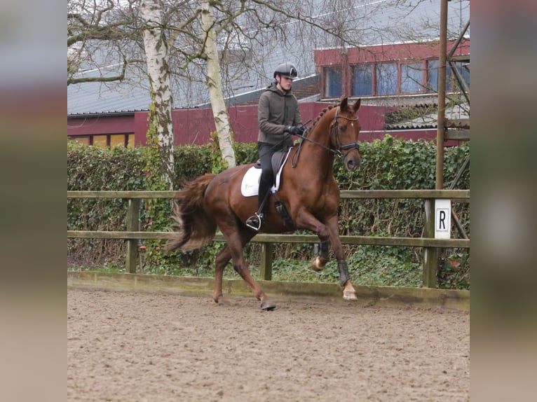 KWPN Caballo castrado 12 años 177 cm Alazán-tostado in Heemskerk