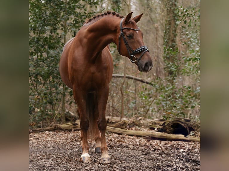 KWPN Caballo castrado 12 años 177 cm Alazán-tostado in Heemskerk