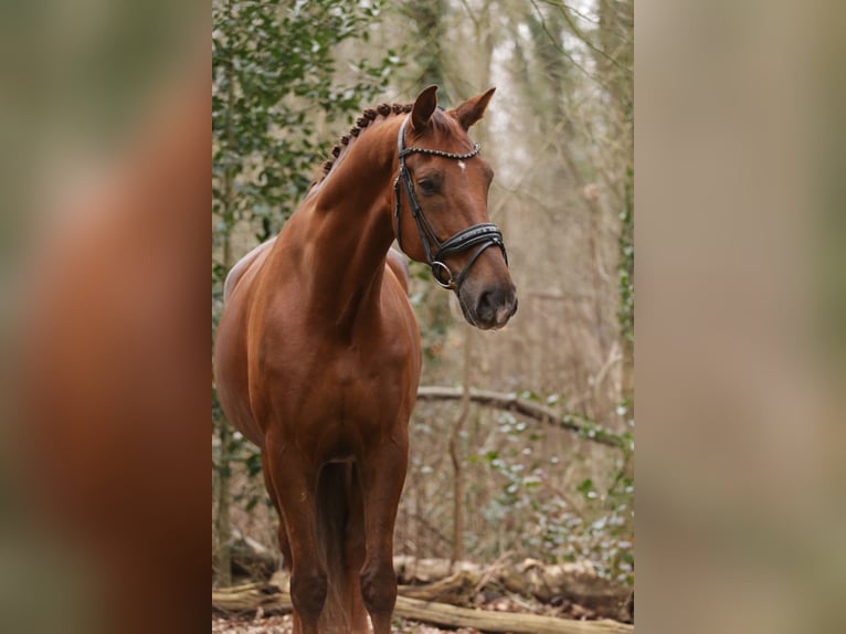 KWPN Caballo castrado 12 años 177 cm Alazán-tostado in Heemskerk