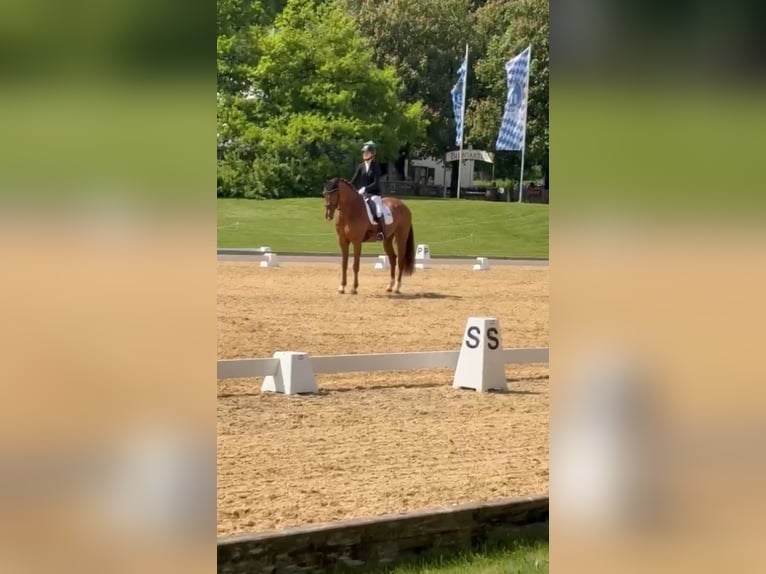 KWPN Caballo castrado 12 años 179 cm Alazán in Pavlice