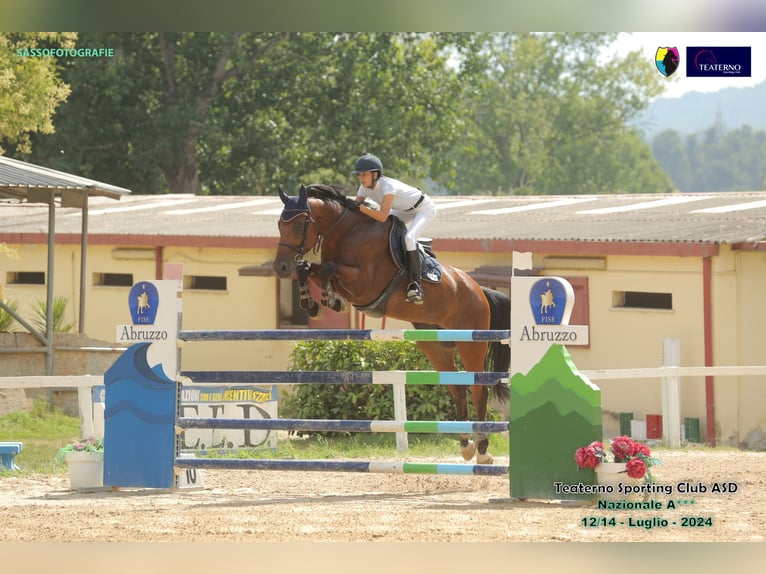 KWPN Caballo castrado 12 años 180 cm Castaño in Bologna