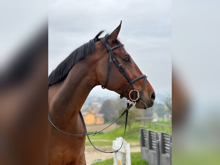 KWPN Caballo castrado 12 años 180 cm Castaño in Bologna