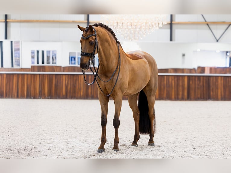 KWPN Caballo castrado 12 años Alazán-tostado in Kwadijk