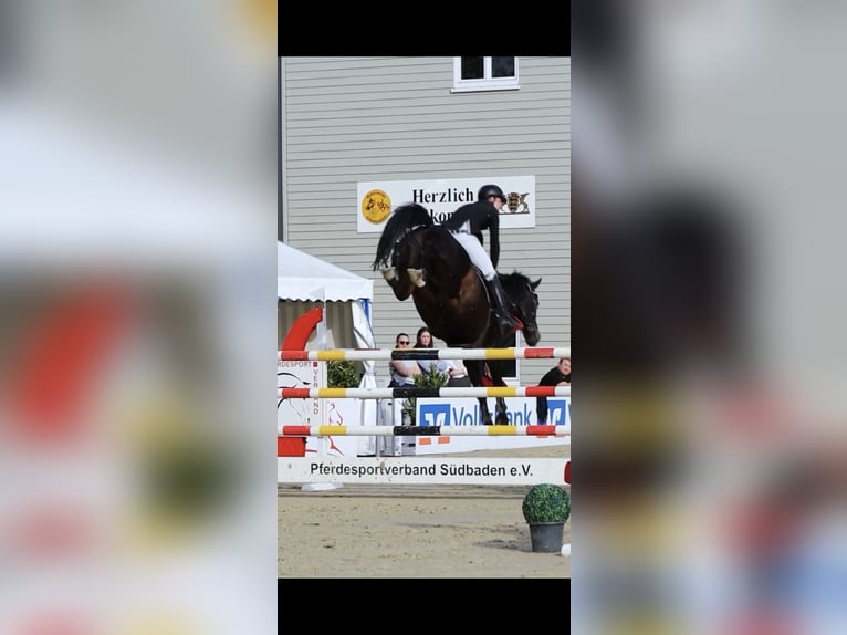 KWPN Caballo castrado 12 años in Schriesheim