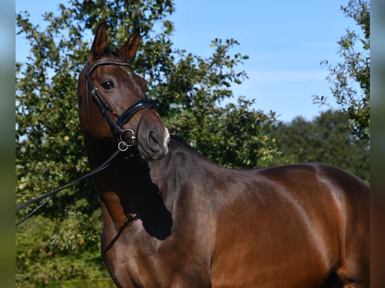 KWPN Caballo castrado 12 años Castaño in MarkeloMarkelo