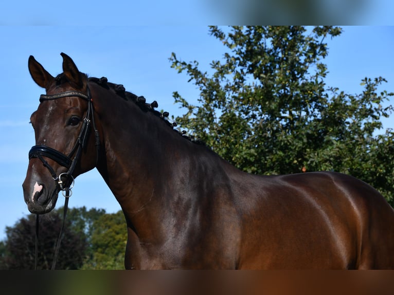 KWPN Caballo castrado 12 años Castaño in MarkeloMarkelo