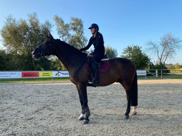 KWPN Caballo castrado 12 años Castaño in MarkeloMarkelo